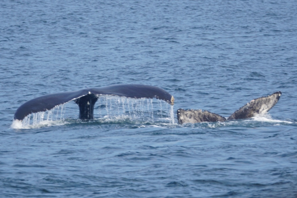 Gloucester and Whale Watching!