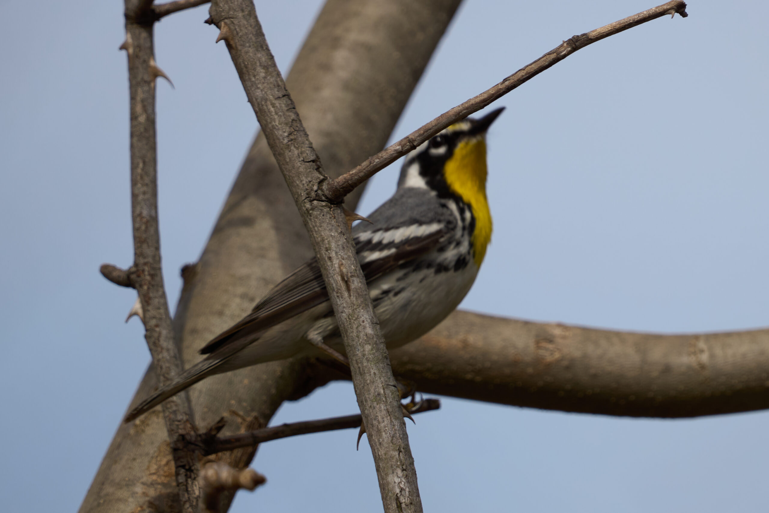 Rare find. A Yellow-throated Warbler in Michigan at Stu Visser Trail.