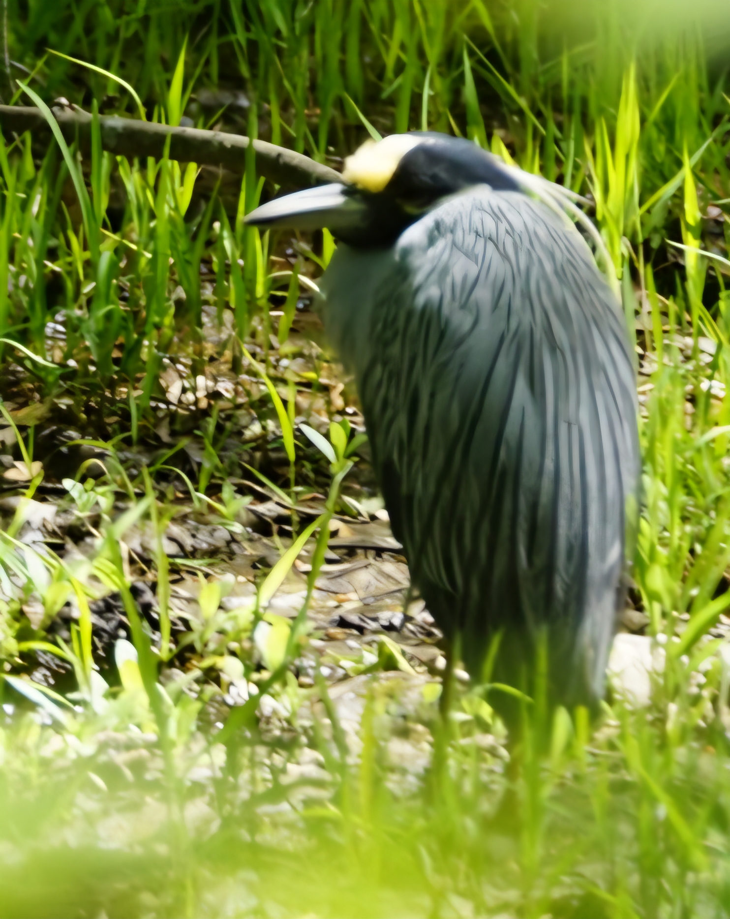 Yellow-crowned Night Heron