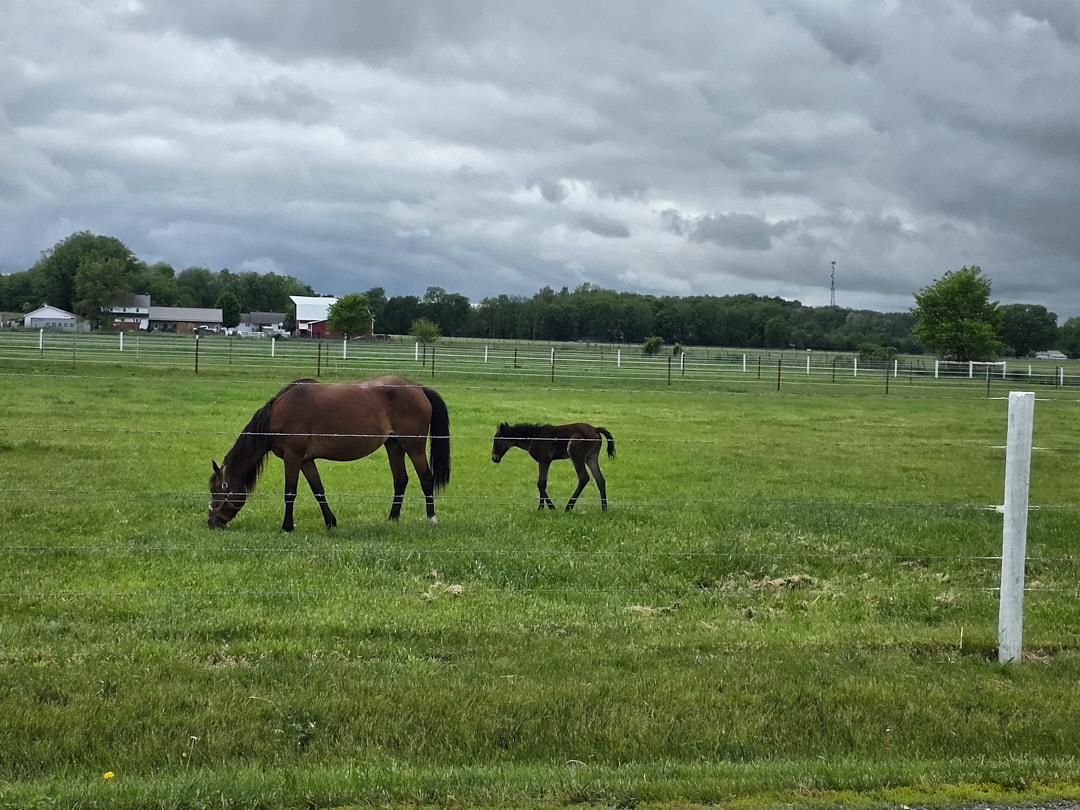 Shipshewana horses